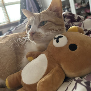 Meet your Posher, Nancy